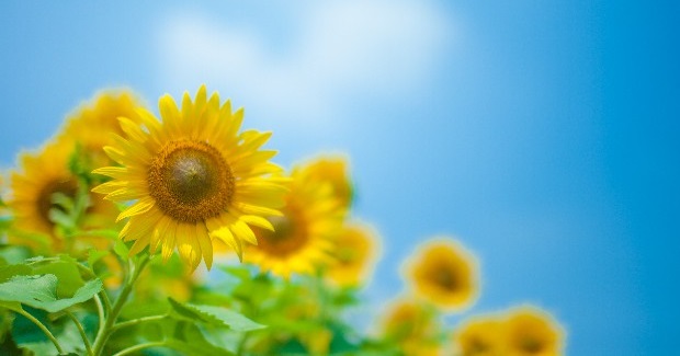 令和6年度　自己評価表の公表について